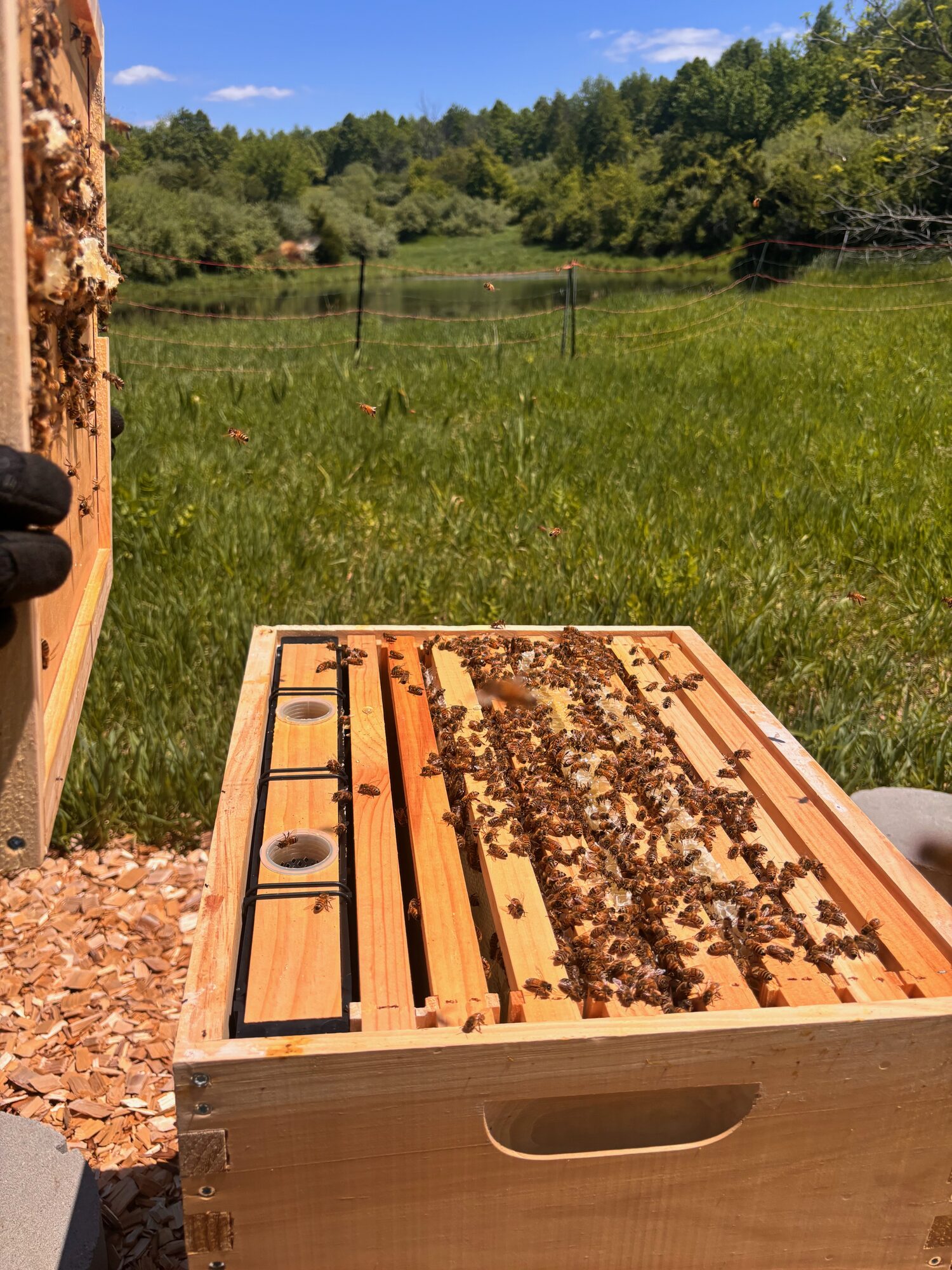 Beekeeping