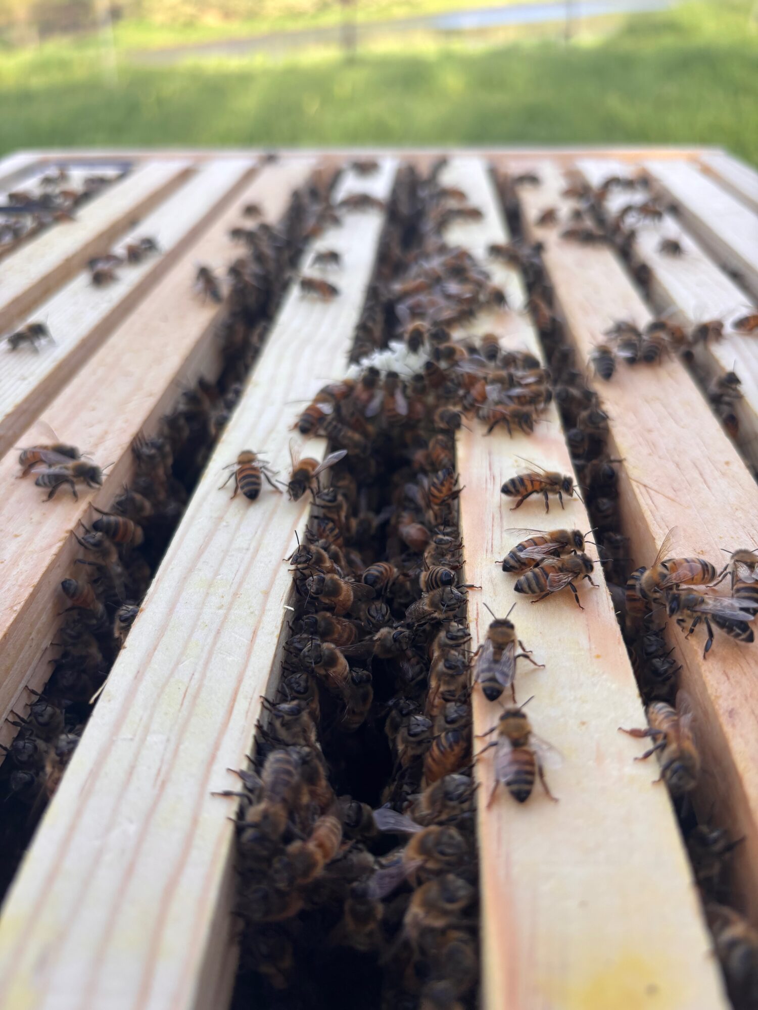 Honeybees on the frame