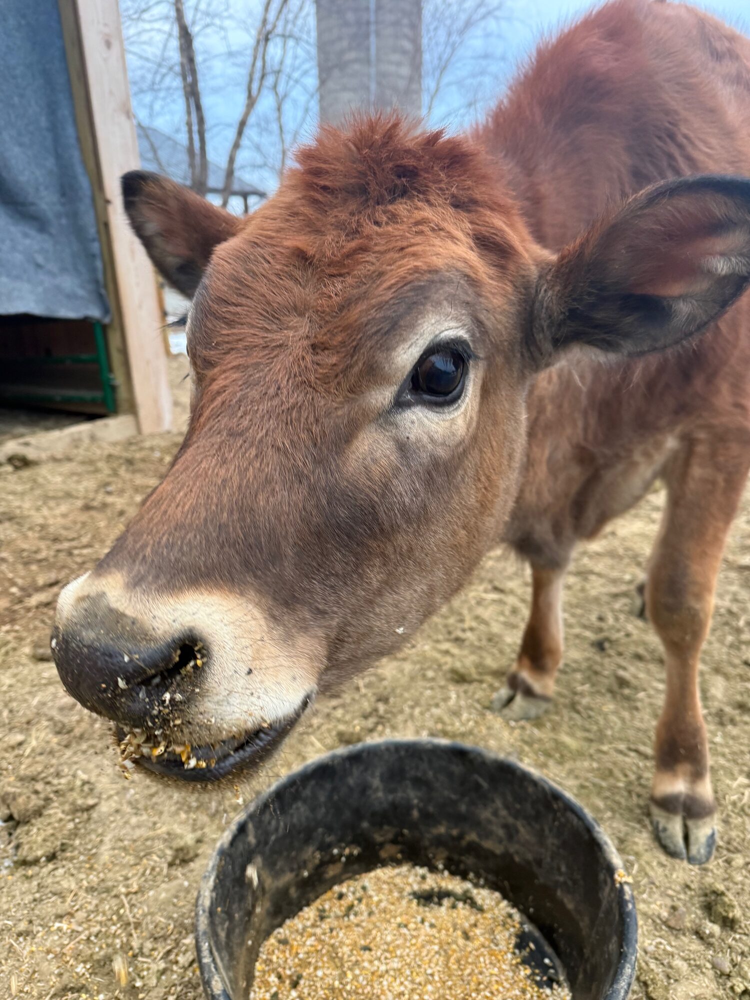 Jersey calf