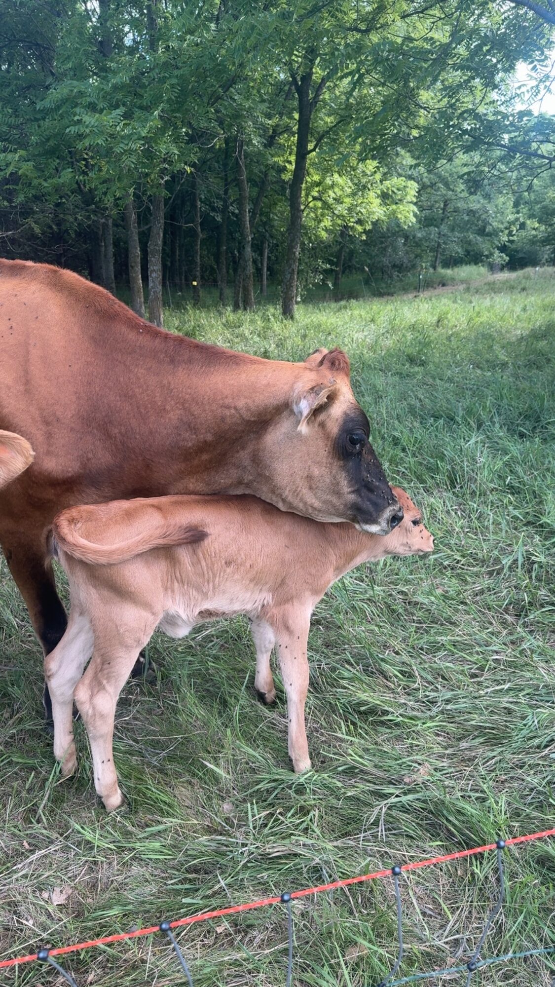 A Jersey cow nuzzling her calf