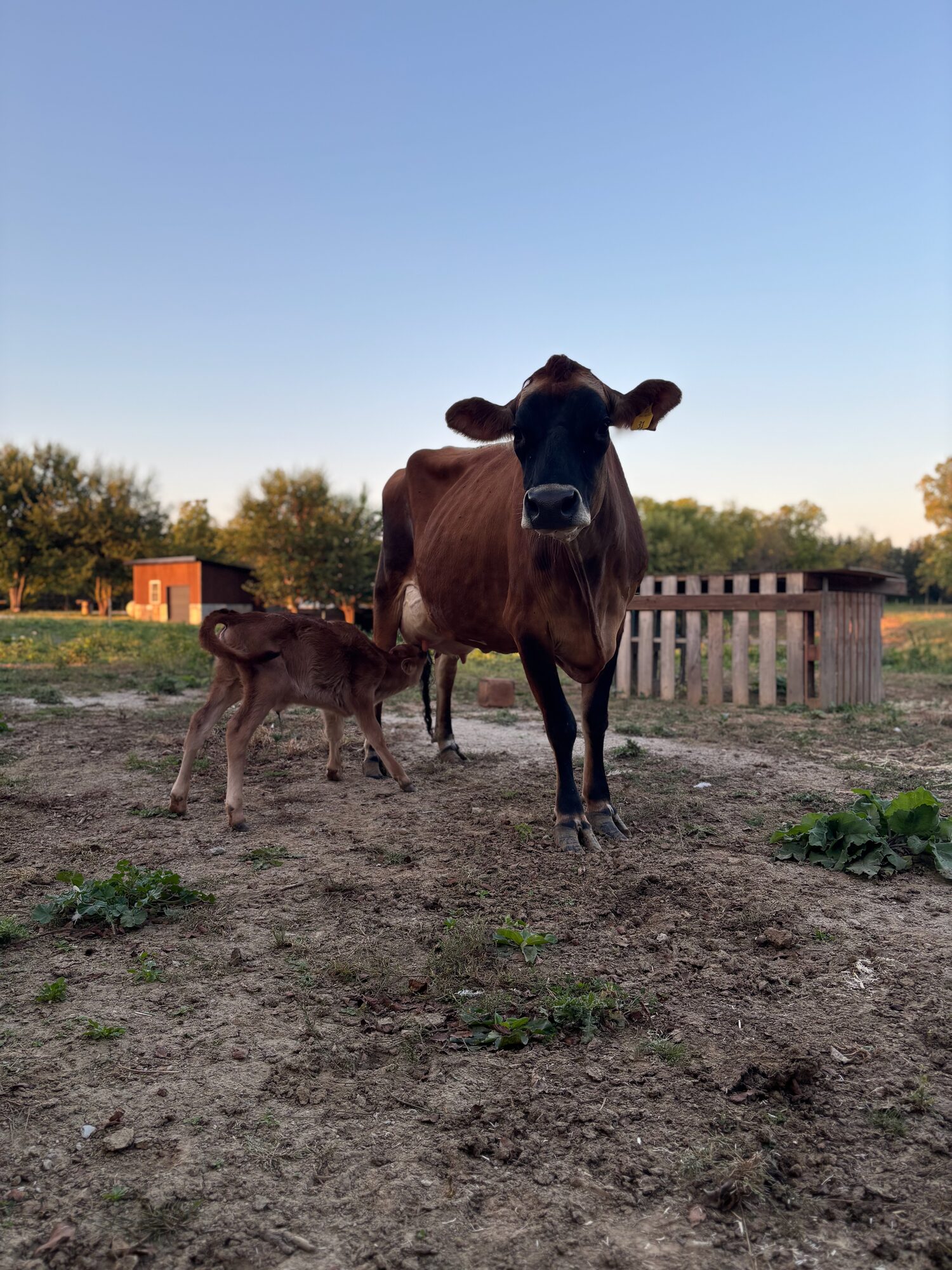 A Jersey cow with her calf