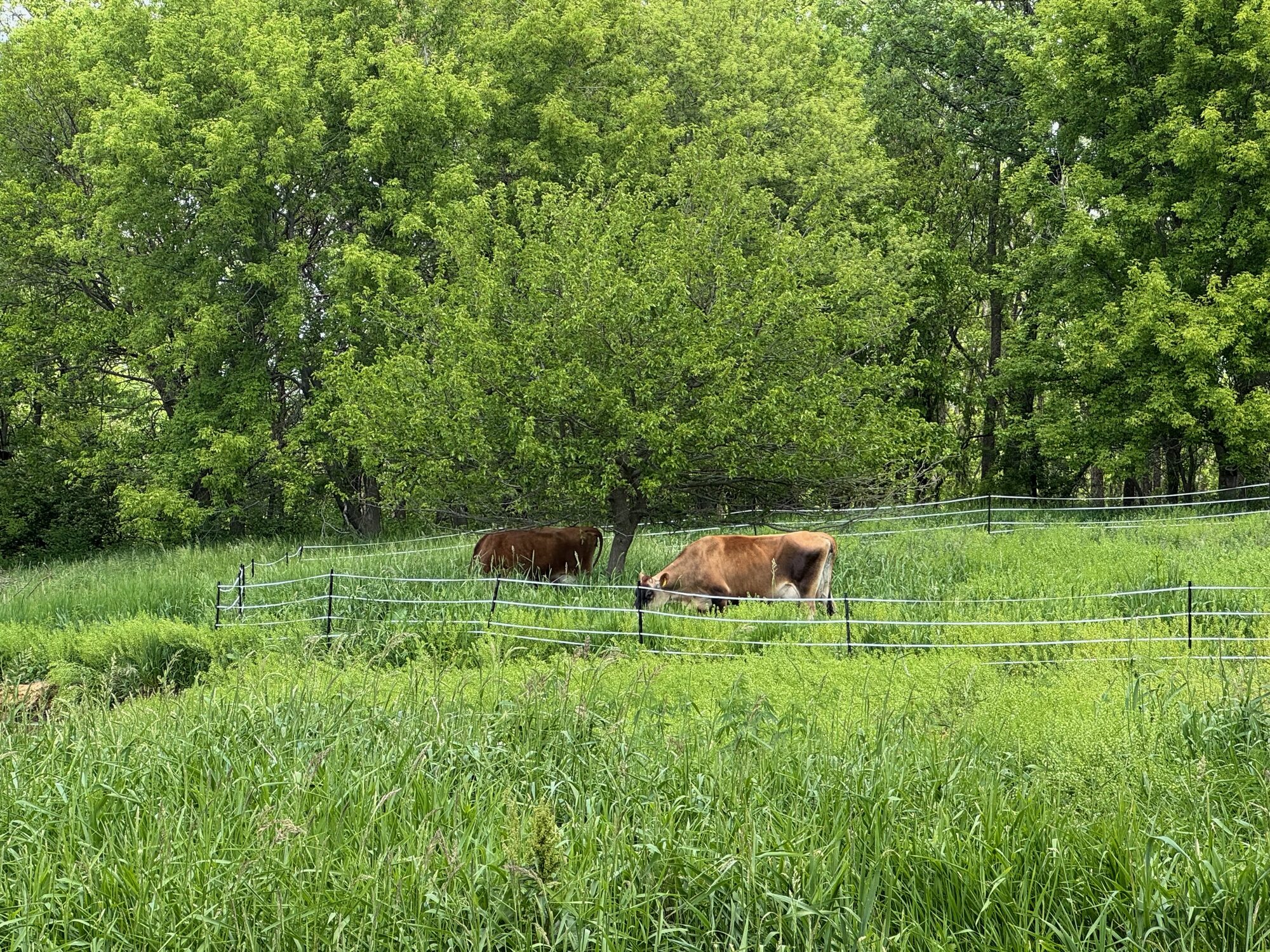 Jerseys grazing behind rotational fencing