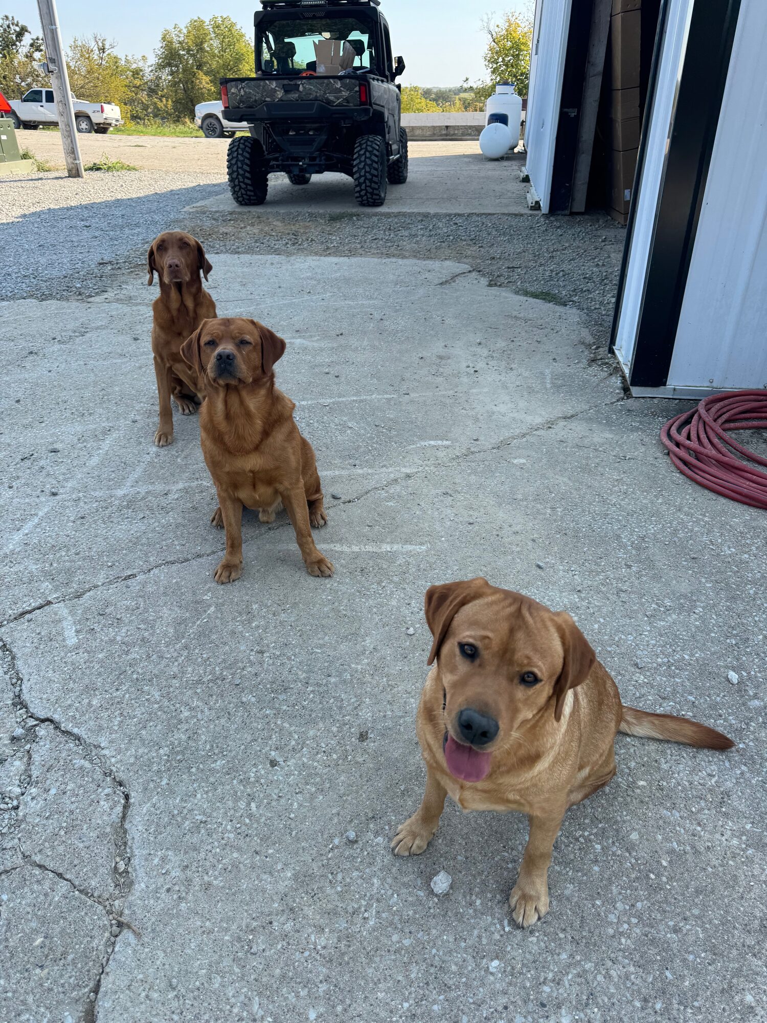 The farm dogs