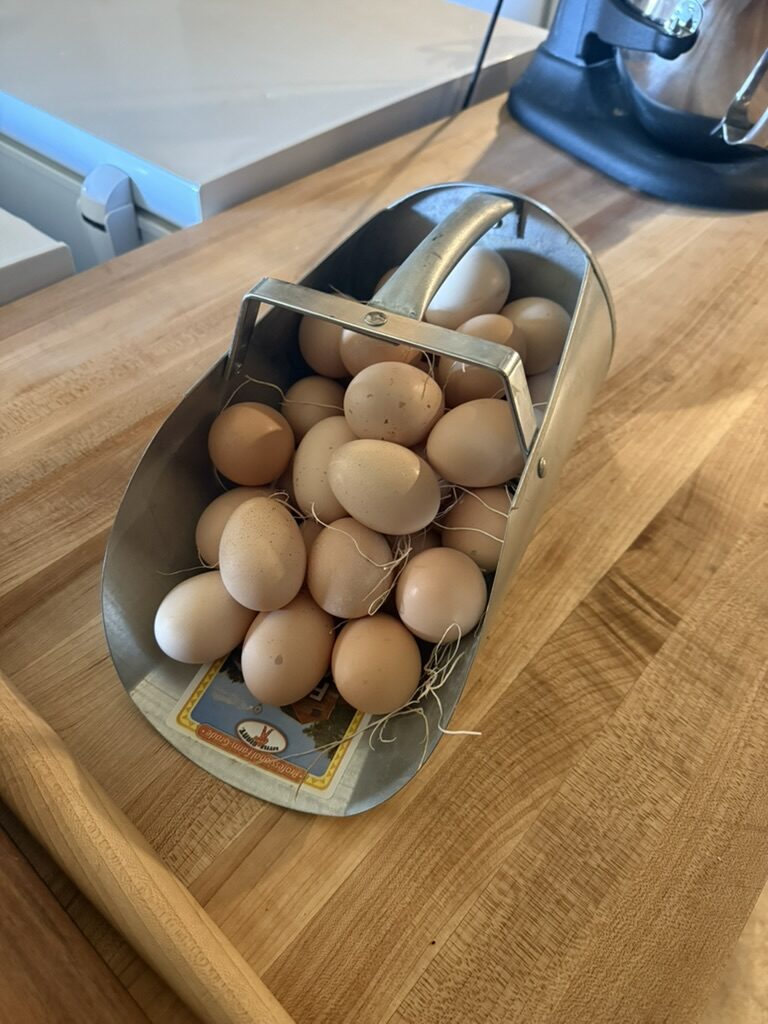 Fresh farm eggs in a metal trug