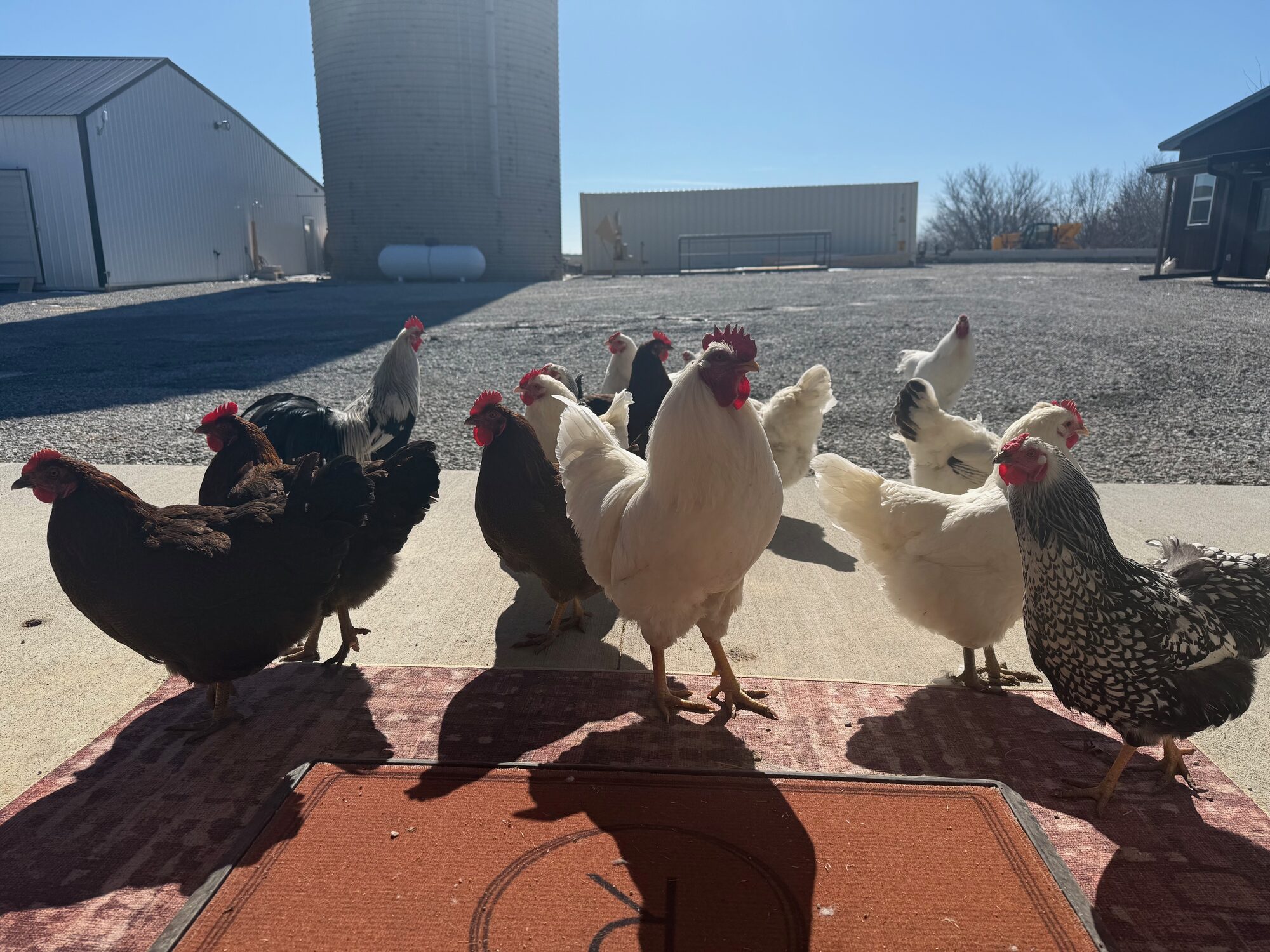 The flock