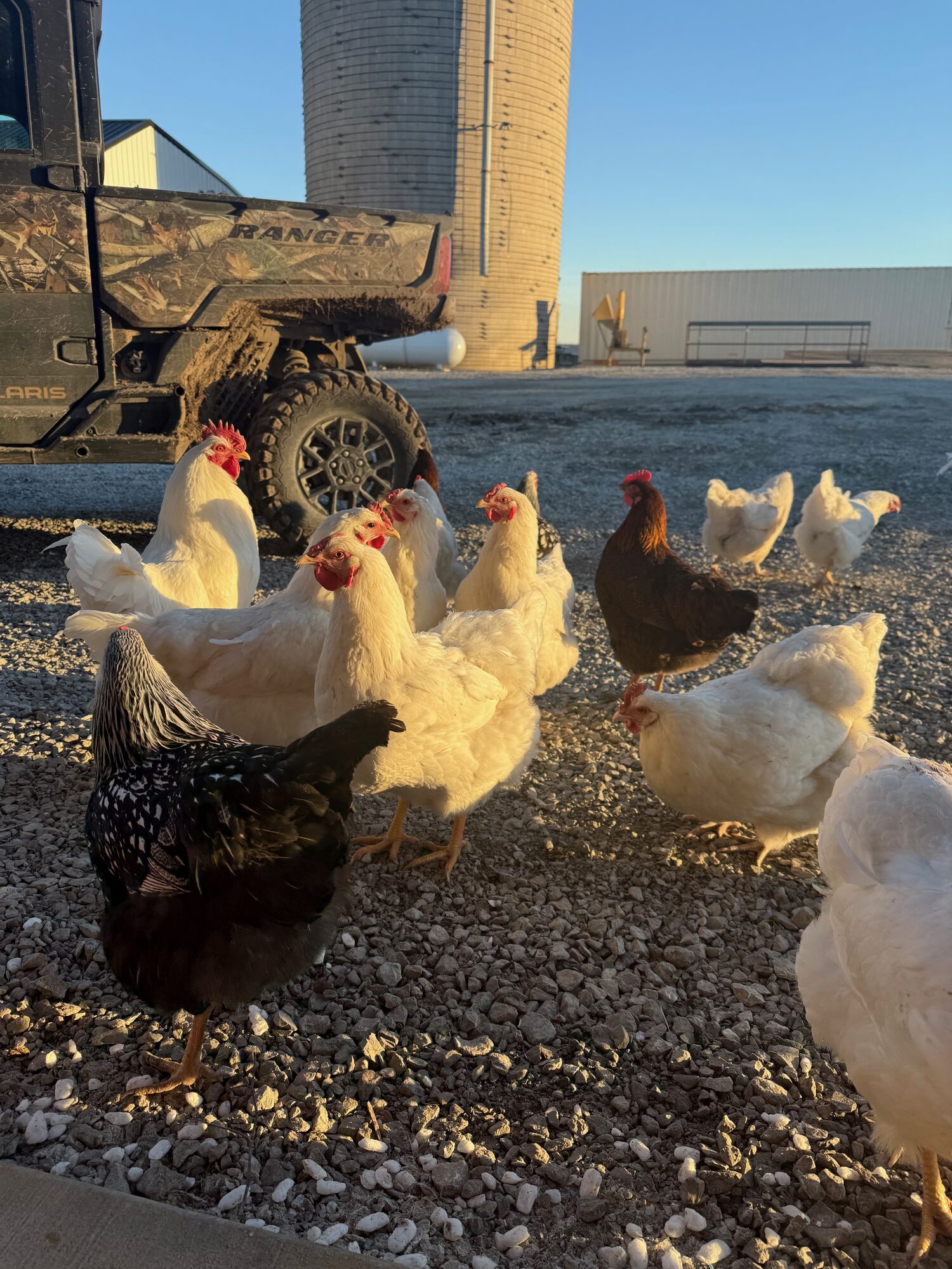 Free-range flock