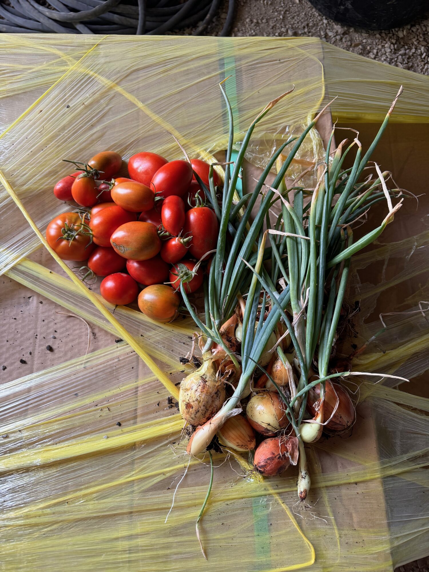 Garden produce harvest