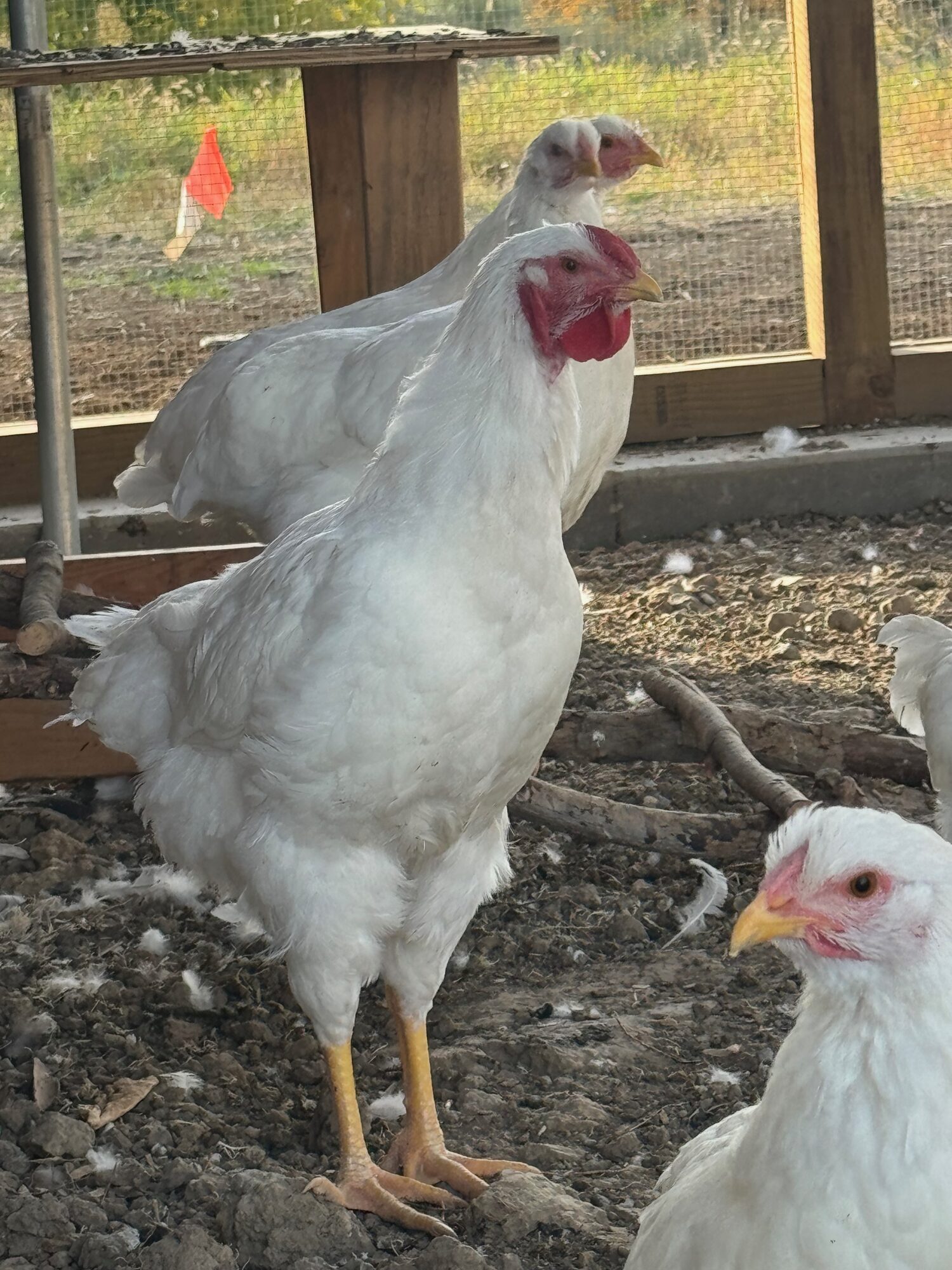 White hens in the run