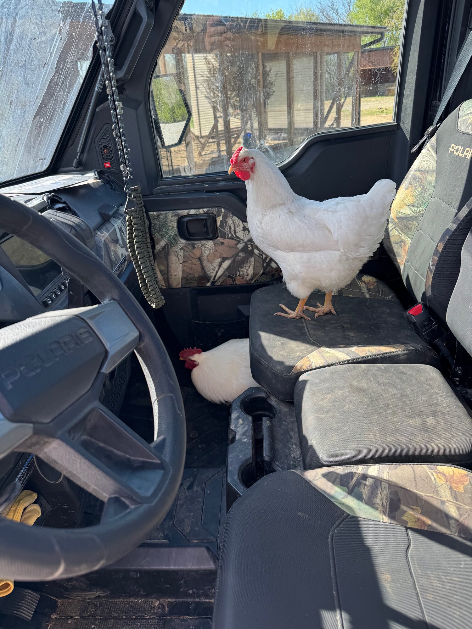 Hens in the Ranger