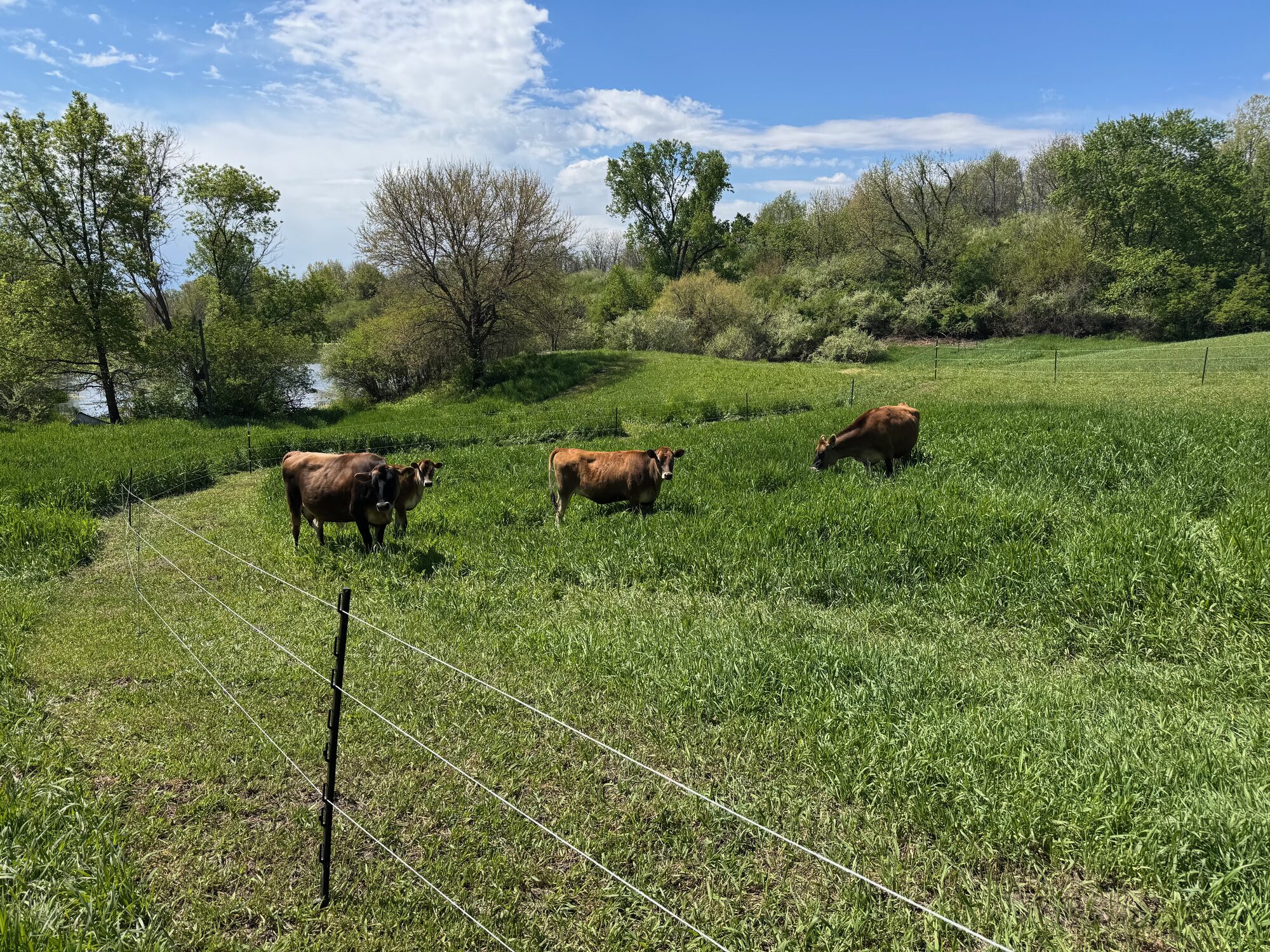 The Jersey herd grazing on green pasture by the pond