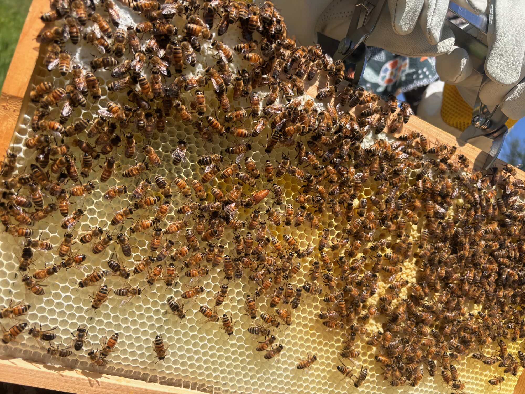 Honeycomb frame