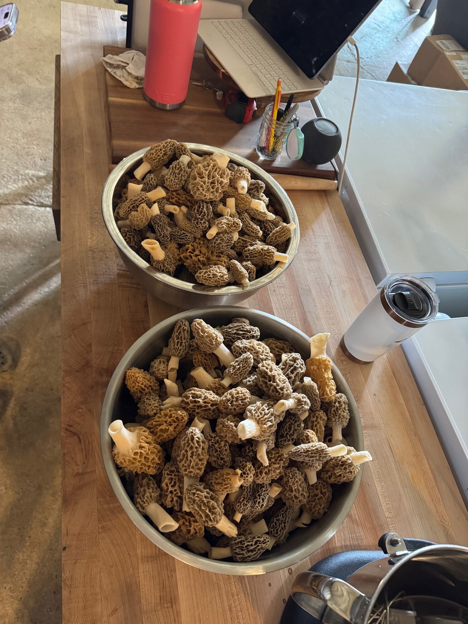 Foraged morel mushrooms