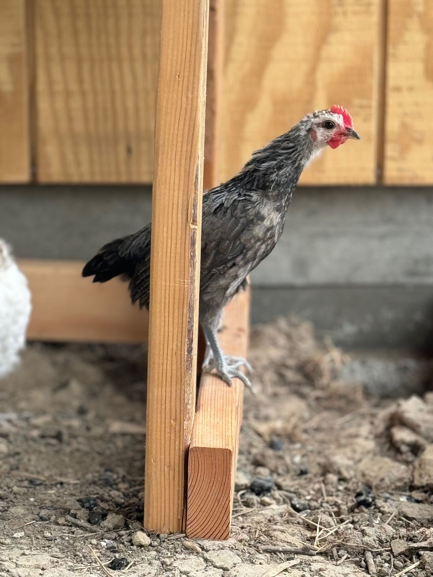 A young grey pullet