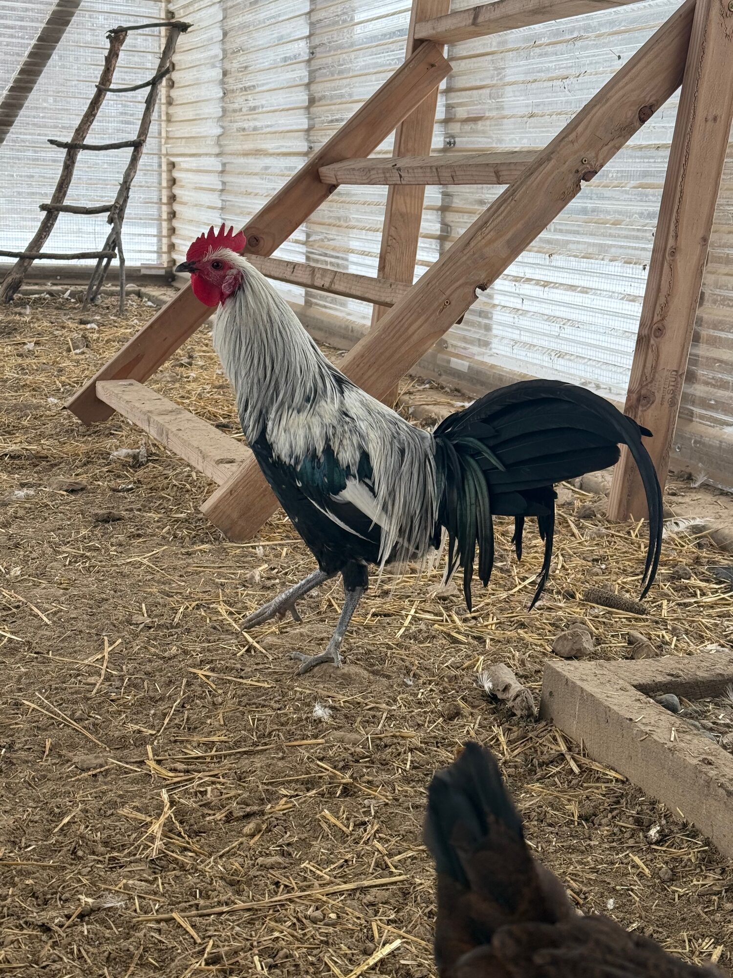 Rooster in the run