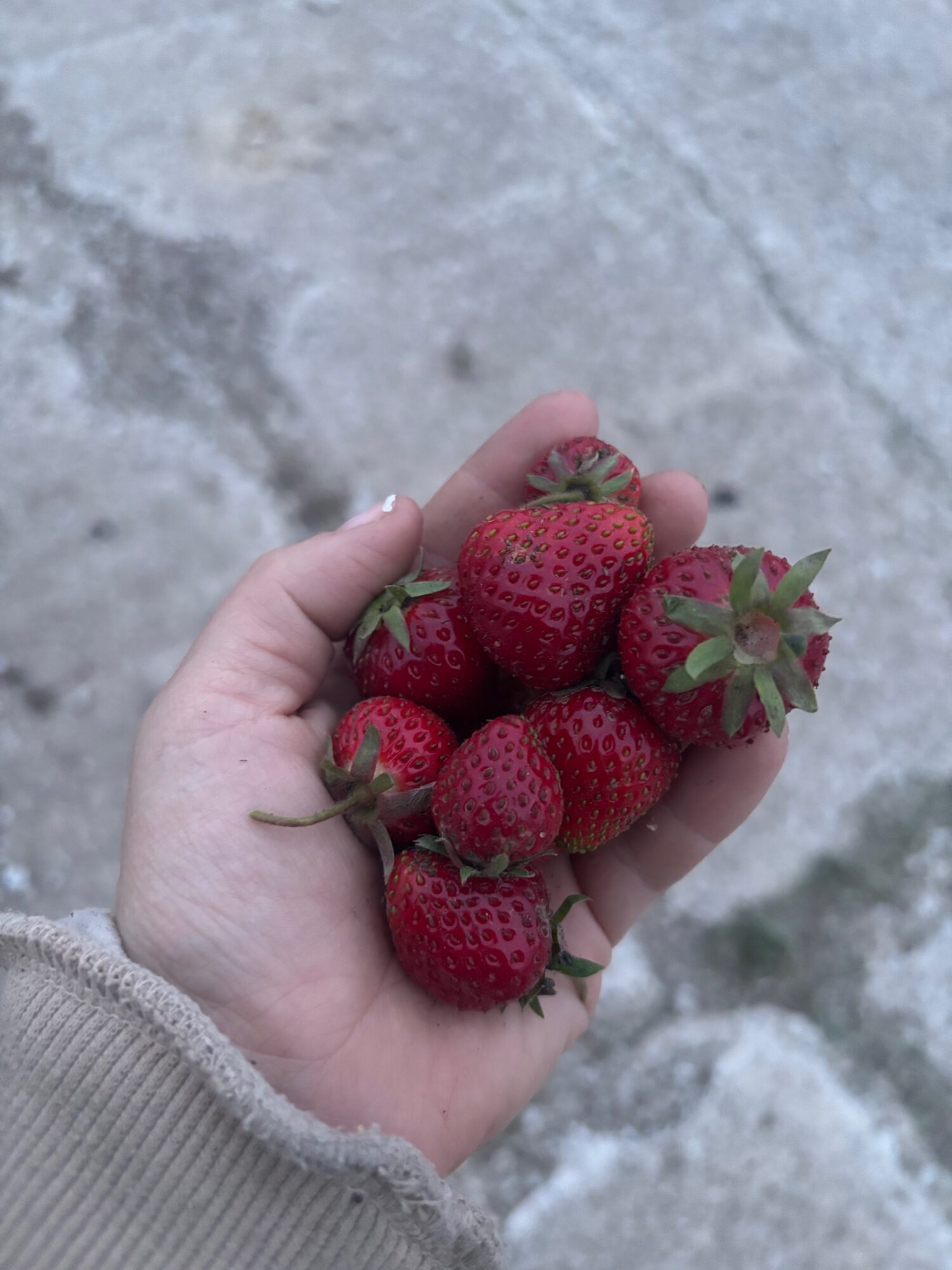 Fresh strawberries